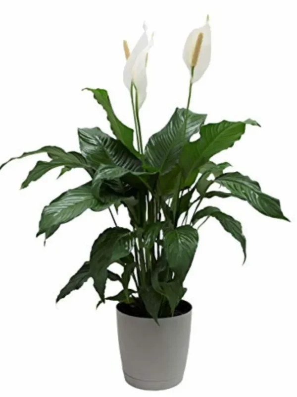 PEACE LILY PLANTER