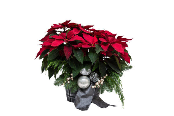 Ornament Wrapped Poinsettia