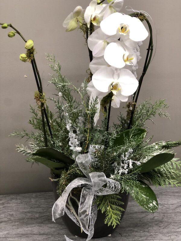 Holiday Orchids