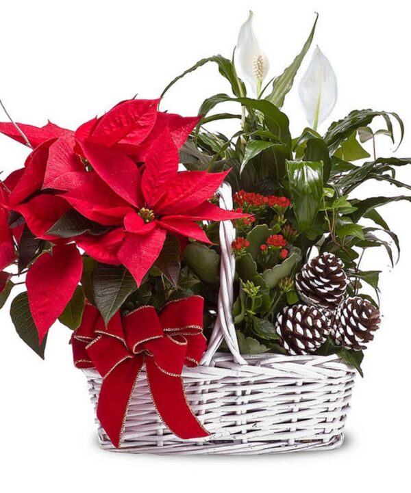 Blooming Poinsettia Basket