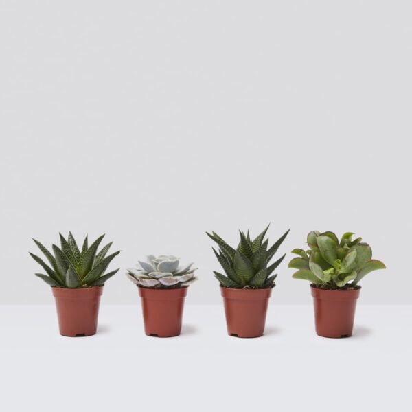 Mini succulent set - Image 3