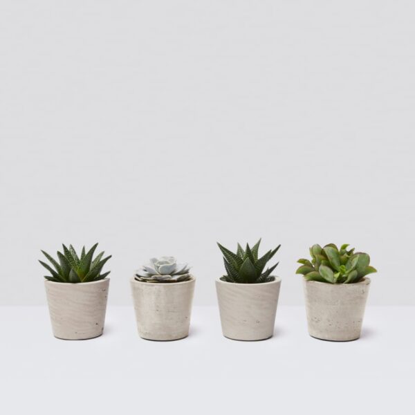 Mini succulent set - Image 2