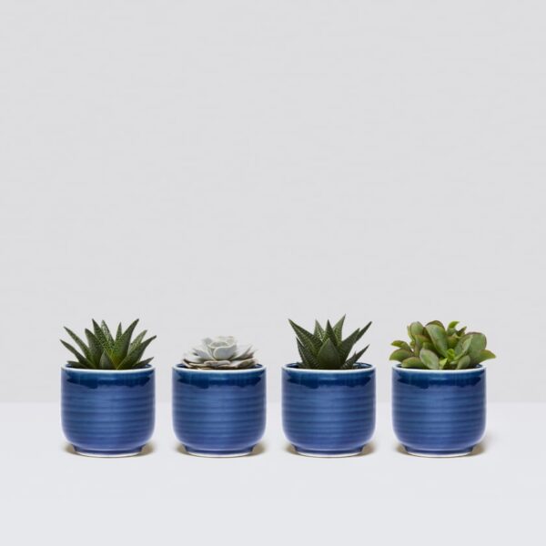 Mini succulent set - Image 4